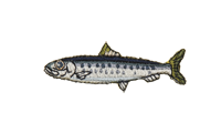 鰯 sardine