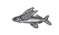 飛魚 Flying fish