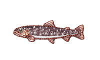 岩魚 Salvelinus