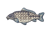 鯉 Cyprinus carpio　carp