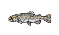 山女魚 Cherry trout